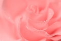 Delicate pink rose close-up. Abstract blurred background, dew drops Royalty Free Stock Photo