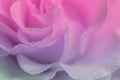 Delicate pink rose close-up. Abstract blurred background, dew drops Royalty Free Stock Photo