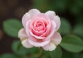 Delicate pink rose with dew drops Royalty Free Stock Photo