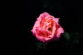 A delicate pink rose with dew drops on the petals Royalty Free Stock Photo