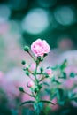 A delicate pink rose flower bloomed on a thin, elegant stem with buds in the springtime in the garden Royalty Free Stock Photo