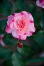 Delicate pink rose flower blossom on green leaves background Royalty Free Stock Photo