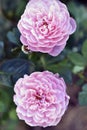 A delicate pink rose on a green bush. Large cream rose close-up