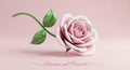 Delicate pink rose with green stem and leaves on soft pink background Royalty Free Stock Photo