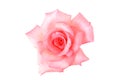 Delicate pink rose with isolated white background Royalty Free Stock Photo
