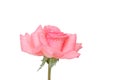 Delicate pink rose with isolated white background Royalty Free Stock Photo