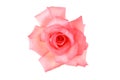 Delicate pink rose with isolated white background Royalty Free Stock Photo