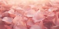 Delicate Pink Rose Petals Backdrop Royalty Free Stock Photo