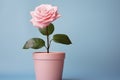 delicate pink rose in a pink pot, AI generated