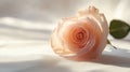 Peach Rose Rests Gently on a White Satin Sheet Royalty Free Stock Photo