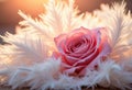 Delicate pink rose surrounded by soft white feathers in warm light Royalty Free Stock Photo