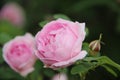 Beautiful delicate rosehip bush flower