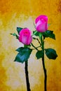 Delicate pink roses against soft grunge background Royalty Free Stock Photo