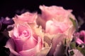 Delicate pink roses closeup Royalty Free Stock Photo