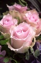 Delicate pink roses closeup Royalty Free Stock Photo