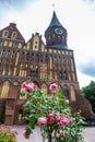 Delicate pink roses in front of the Cathedral where the tomb of Immanuel Kant is located, Kaliningrad, Russia Royalty Free Stock Photo