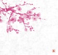 Delicate pink sakura flowers on rice paper background. Traditional oriental ink painting sumi-e, u-sin, go-hua
