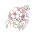 Delicate pink sakura illustration. Flower background isolated on the white background. Blossom branch. Cherry blossom