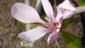 Delicate Pink Saucer Magnolia Blossom