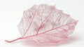 Delicate pink skeleton leaf on white background Royalty Free Stock Photo