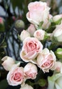 Delicate pink spray roses in a bouquet Royalty Free Stock Photo