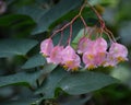 Delicate Pink Tropical Flowers Hanging in Clusters