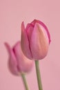 Delicate pink tulip with golden reflections