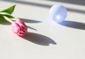A delicate pink tulip rests beside a soft blue egg casting long shadows on a bright surface Royalty Free Stock Photo