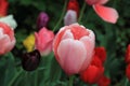 Delicate pink tulip with water droplets after the rain on the background of other beautiful tulips Royalty Free Stock Photo