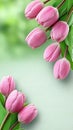 Delicate pink tulips on a light green background with empty space for text. Royalty Free Stock Photo