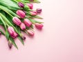 Delicate pink tulips on lightpink background Royalty Free Stock Photo