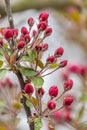 Delicate pink unopened cherry or Apple Buds close up. Beginning of early spring. Blurred background. Tree branch with beautiful Royalty Free Stock Photo