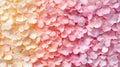 Delicate Pink and White Flower Petals Gradient Background Royalty Free Stock Photo