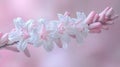 Delicate Pink and White Flowers Soft Focus Macro Photography Royalty Free Stock Photo