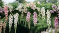 Delicate pink and white foxglove blossoms hanging elegantly Royalty Free Stock Photo