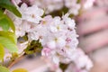 pink and white sakura flowers blooming in the garden on a blurry pink background