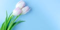 Delicate pink with white tulips on a blue background Royalty Free Stock Photo