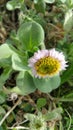 A Delicate Pink Wild Flower Bows its Head