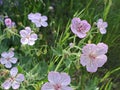 Delicate Pink Wildflowers with Five Petals in the Grass on a Sunny Day Royalty Free Stock Photo