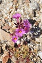 Desert Bloom Series - Bigelow\'s Monkey Flower - Diplacus bigelovii