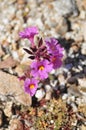 Desert Bloom Series - Bigelow\'s Monkey Flower - Diplacus bigelovii