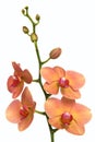 Delicate pink and yellow orchid