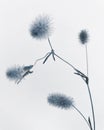 Delicate Plant Photo in cold blue colors Royalty Free Stock Photo