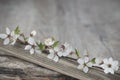 Delicate Plum Blossom Still Life