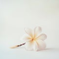 Close-up of a single delicate white plumeria flower with a soft light background Royalty Free Stock Photo