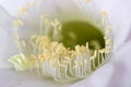 Delicate pollens of of Cactus Flower (Echinopsis eyriesii) Royalty Free Stock Photo