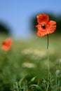 Delicate poppy flower against a blurred background