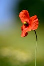 Delicate poppy flower against a blurred background