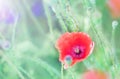 Delicate poppy flowers in the field