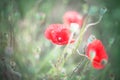 Delicate poppy flowers in the field